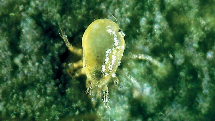 Acaro predatore