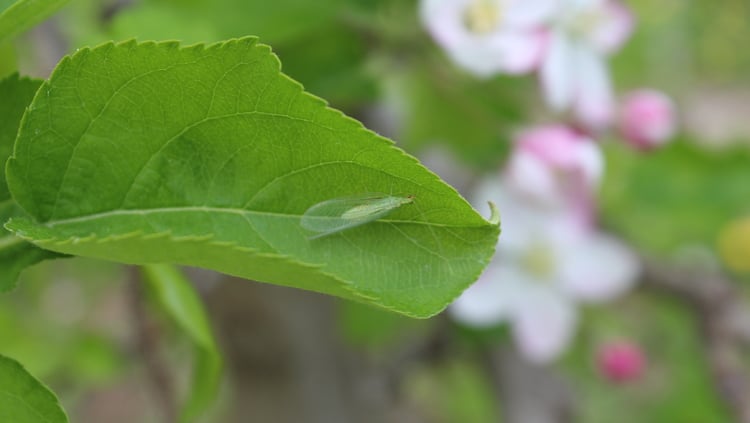 Grüne Florfliege