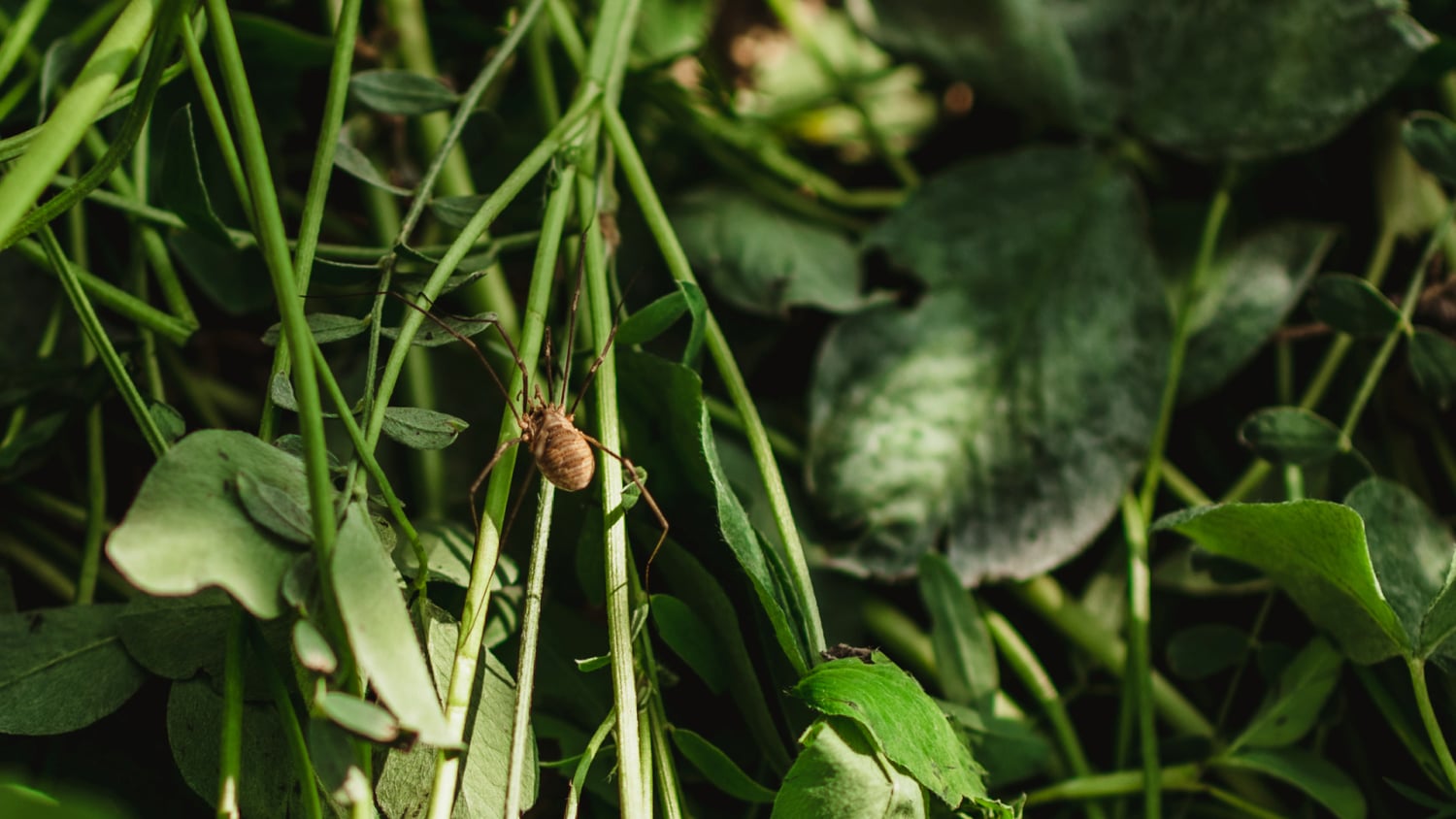 Promuovere la biodiversità