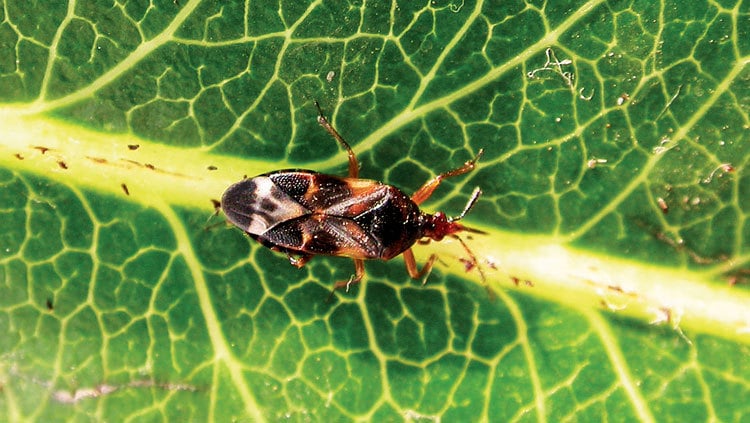 Kissing bugs