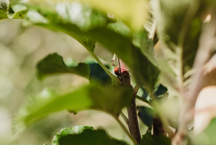 Beneficial insects are welcome