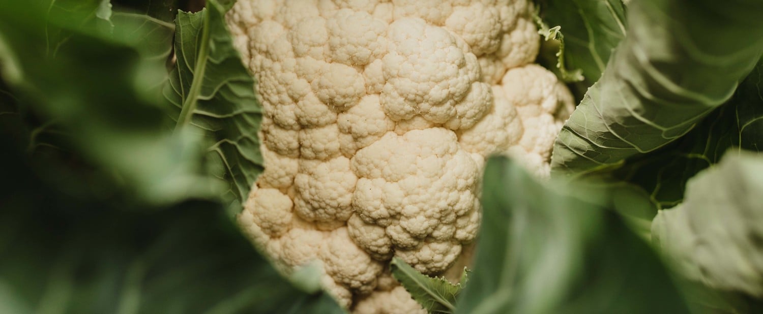 Qualità eccellente per il cavolfiore Val Venosta