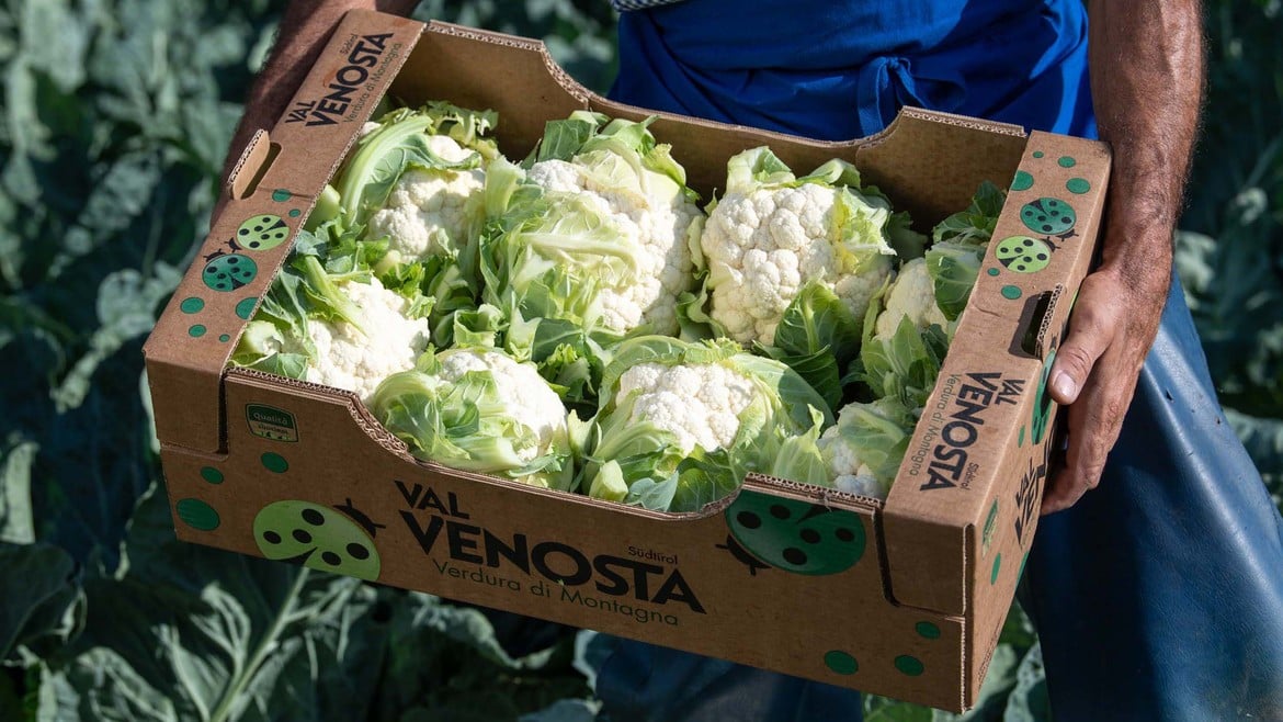 Qualità eccellente per il cavolfiore Val Venosta