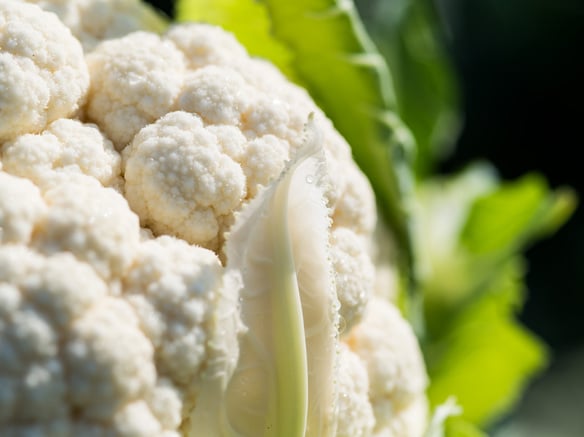 Qualità eccellente per il cavolfiore Val Venosta