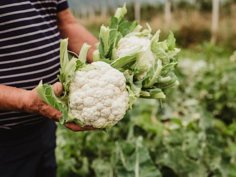 Qualità eccellente per il cavolfiore Val Venosta