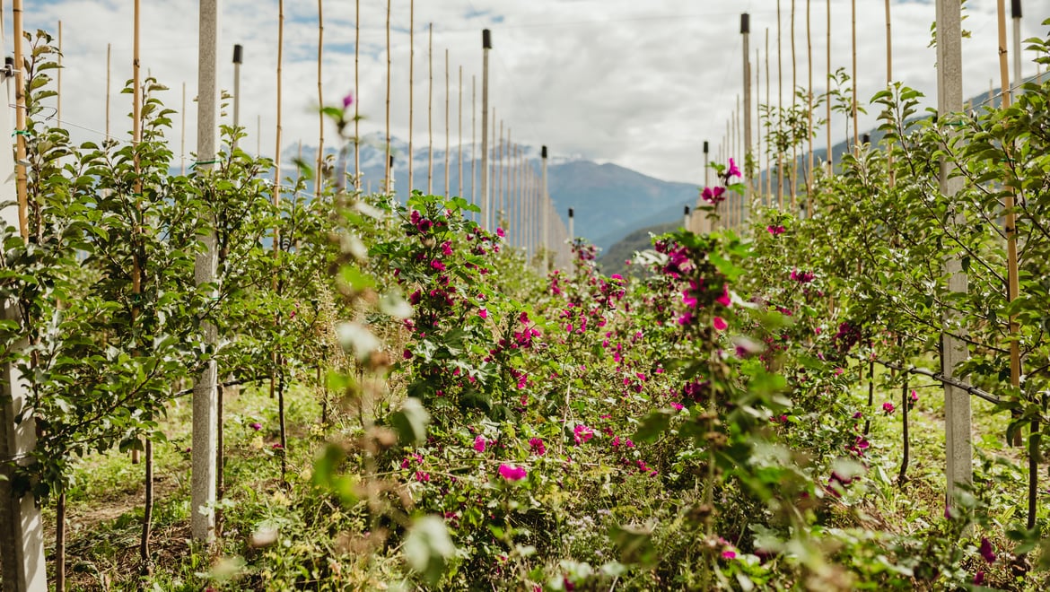 Biodiversità