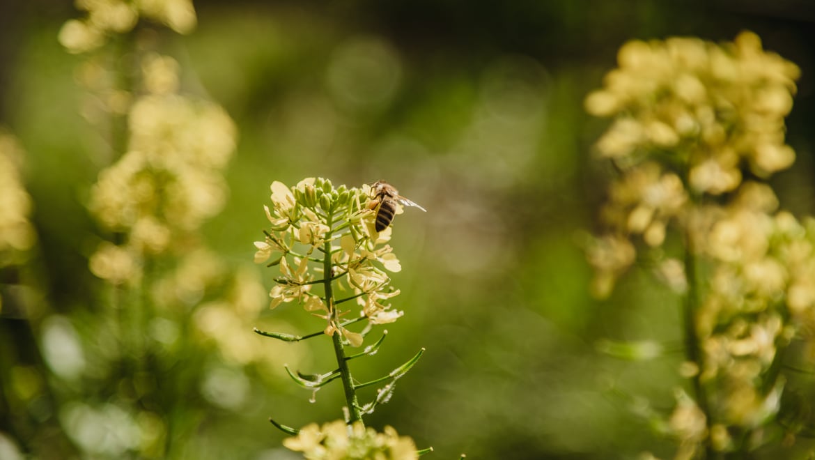 Biodiversità Val Venosta