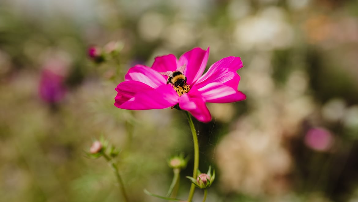 Biodiversità api