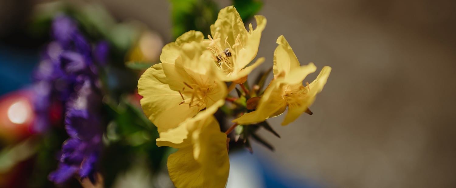 Bienenweide am Latscher Sonnenberg