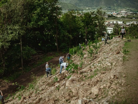 Un "Pascolo per le api" sul Monte Sole di Laces