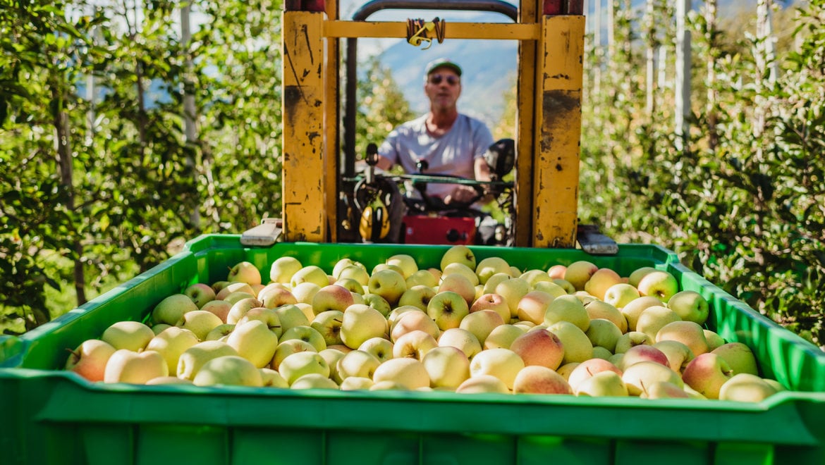 Harvest time in Val Venosta 2