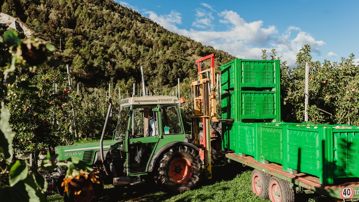 Harvest time in Val Venosta 5