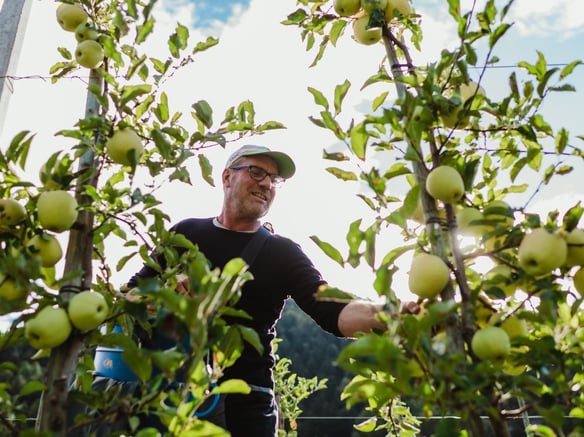 Erntezeit<br>im Vinschgau