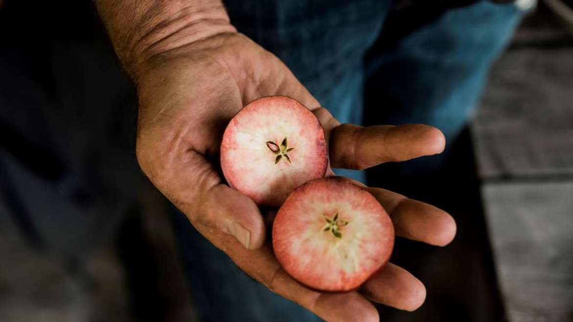 R201 / Apfel Kissabel® rouge