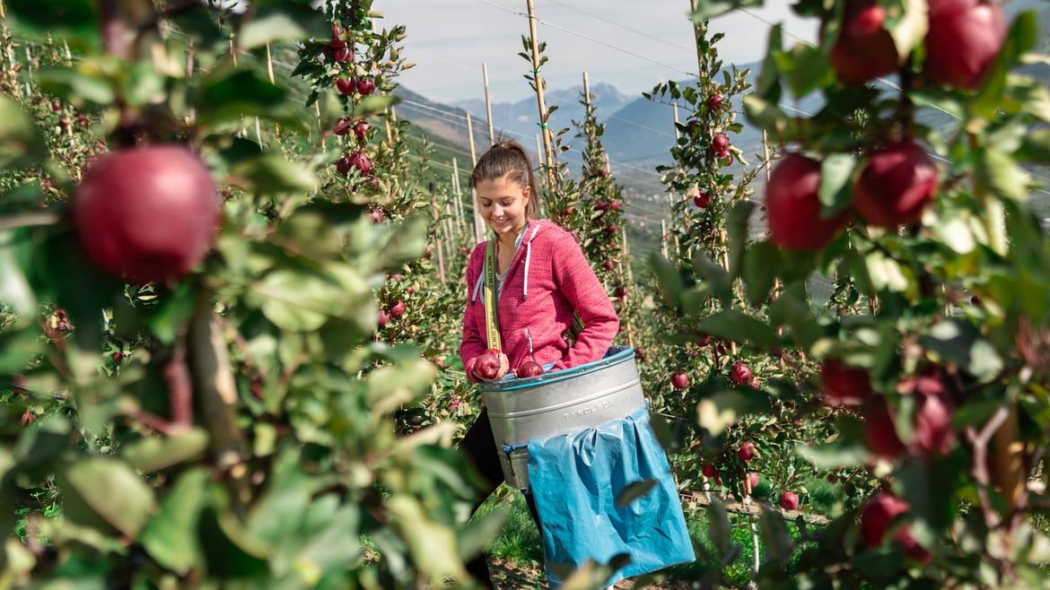 R201 / Apfel Kissabel® rouge