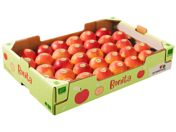Padella 40x60x10