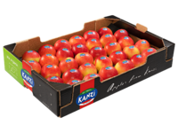 Padella 40x60x10