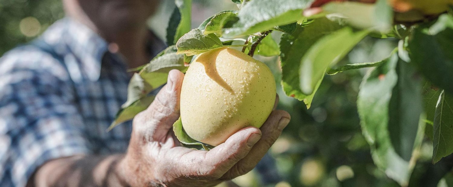 "Südtiroler Apfel" g.g.A.