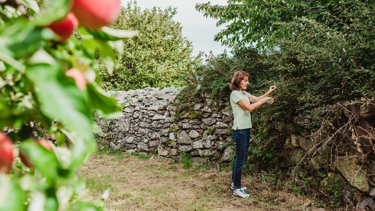 Hedges and shrubs as species-rich habitats
