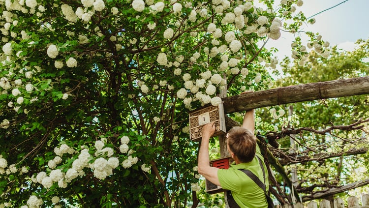 Cespugli perenni ed alberi isolati
