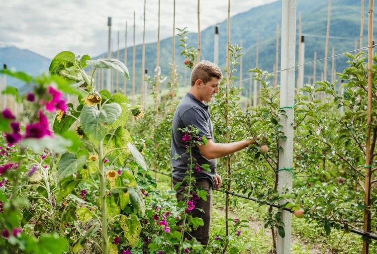 Flower strips and sowings in the orchards