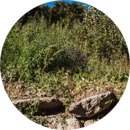 Perennial shrubs