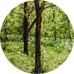 Alberi isolati con diametro tra 20 e 100 cm