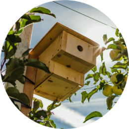 Casas nido para pequeñas aves que anidan en cavidades