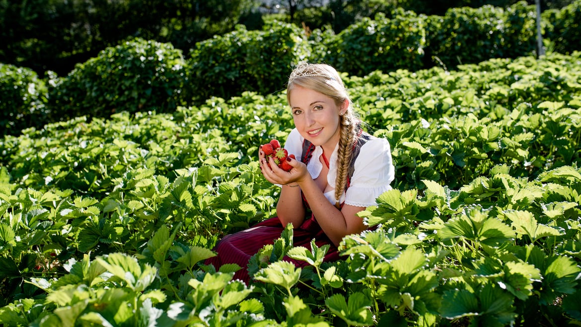 Fragole Val Martello:<br>l’incredibile bontà delle fragole d’alta quota