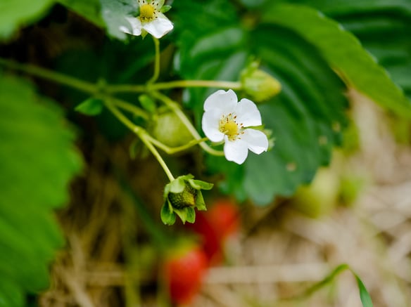 Fragole Val Martello:<br>l’incredibile bontà delle fragole d’alta quota