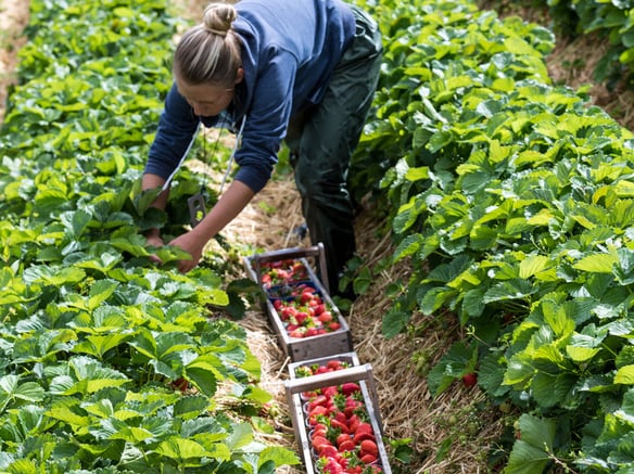 Fragole Val Martello:<br>l’incredibile bontà delle fragole d’alta quota