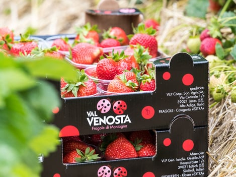 Fragole Val Martello:<br>l’incredibile bontà delle fragole d’alta quota