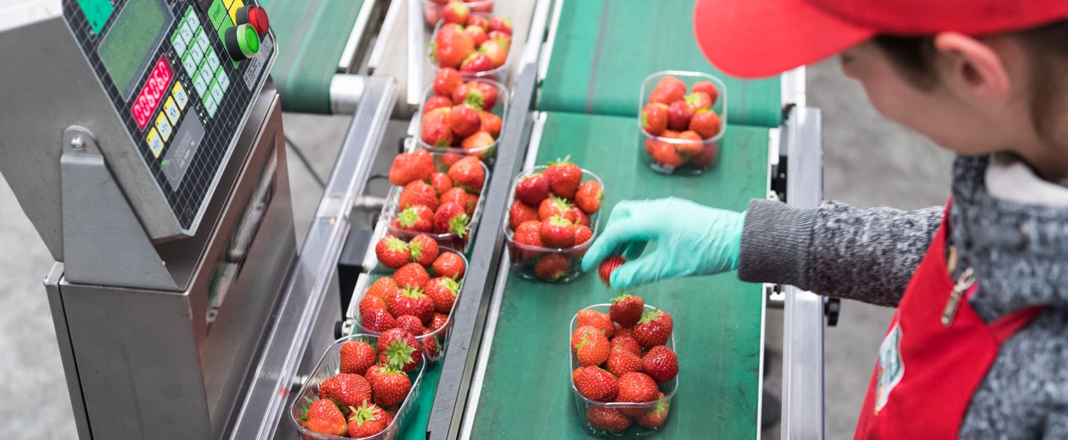 Fragole e piccoli frutti della Val Venosta