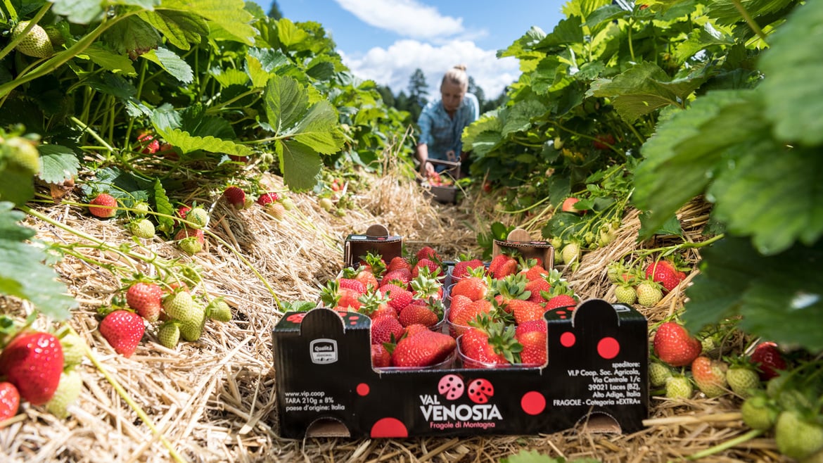 Fragole e piccoli frutti della Val Venosta
