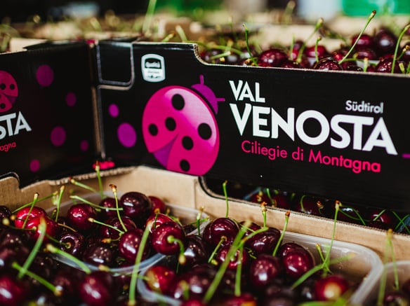 Al via la stagione delle ciliegie 2021