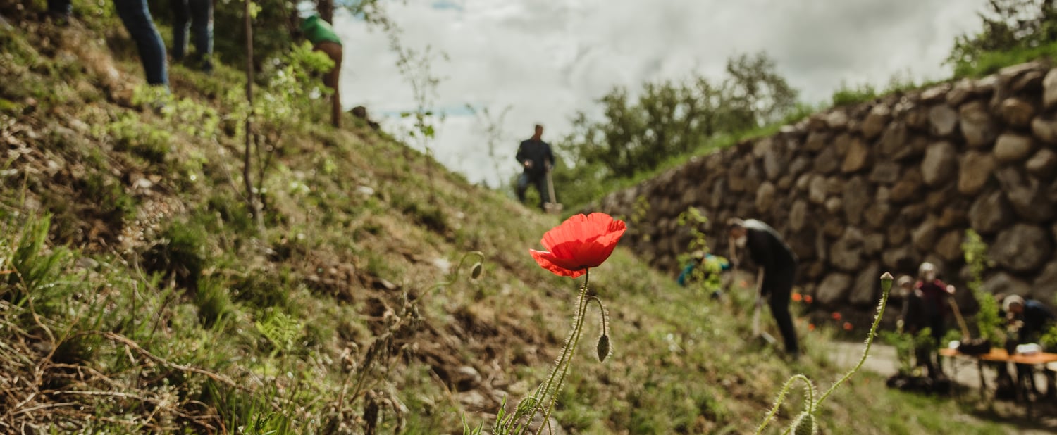 Il pascolo per le api al Monte Sole di Laces