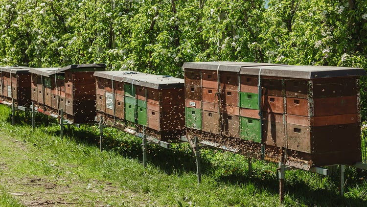 Frutteti in fioritura come fonte di cibo