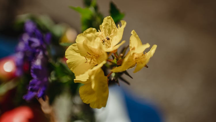 What is a bee pasture?