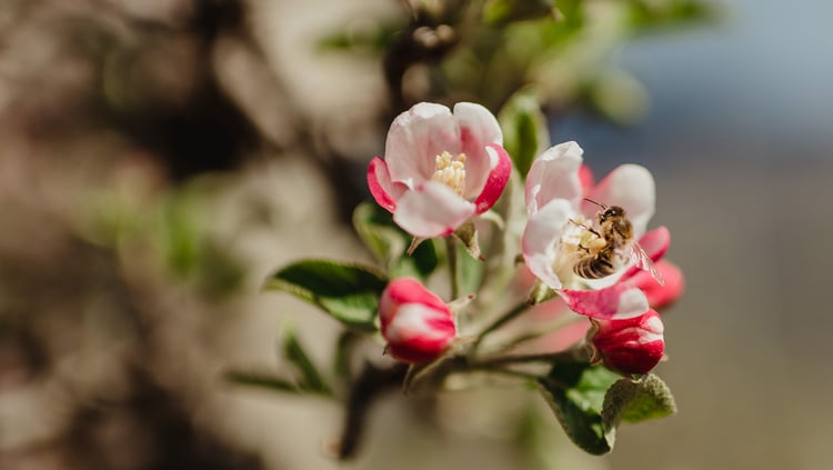 Bee protection is important to us