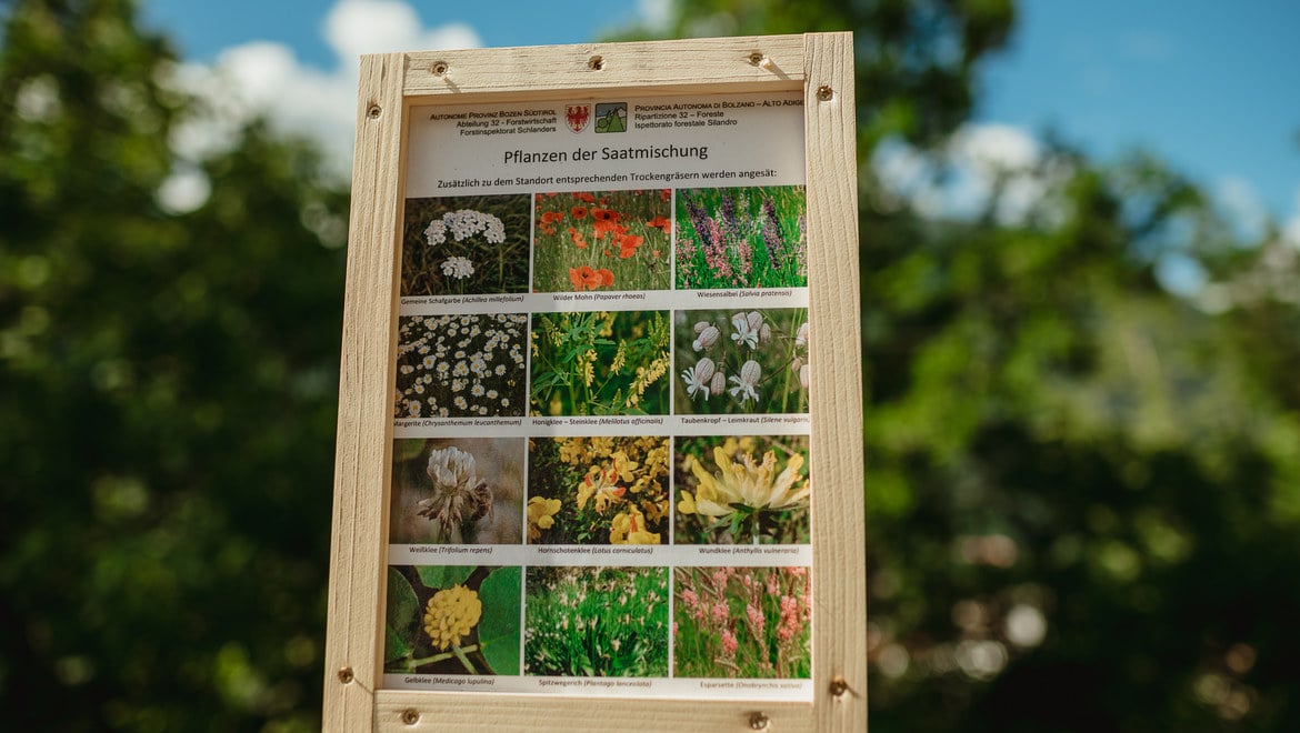 The bee pasture at Laces’ Monte Sole 2