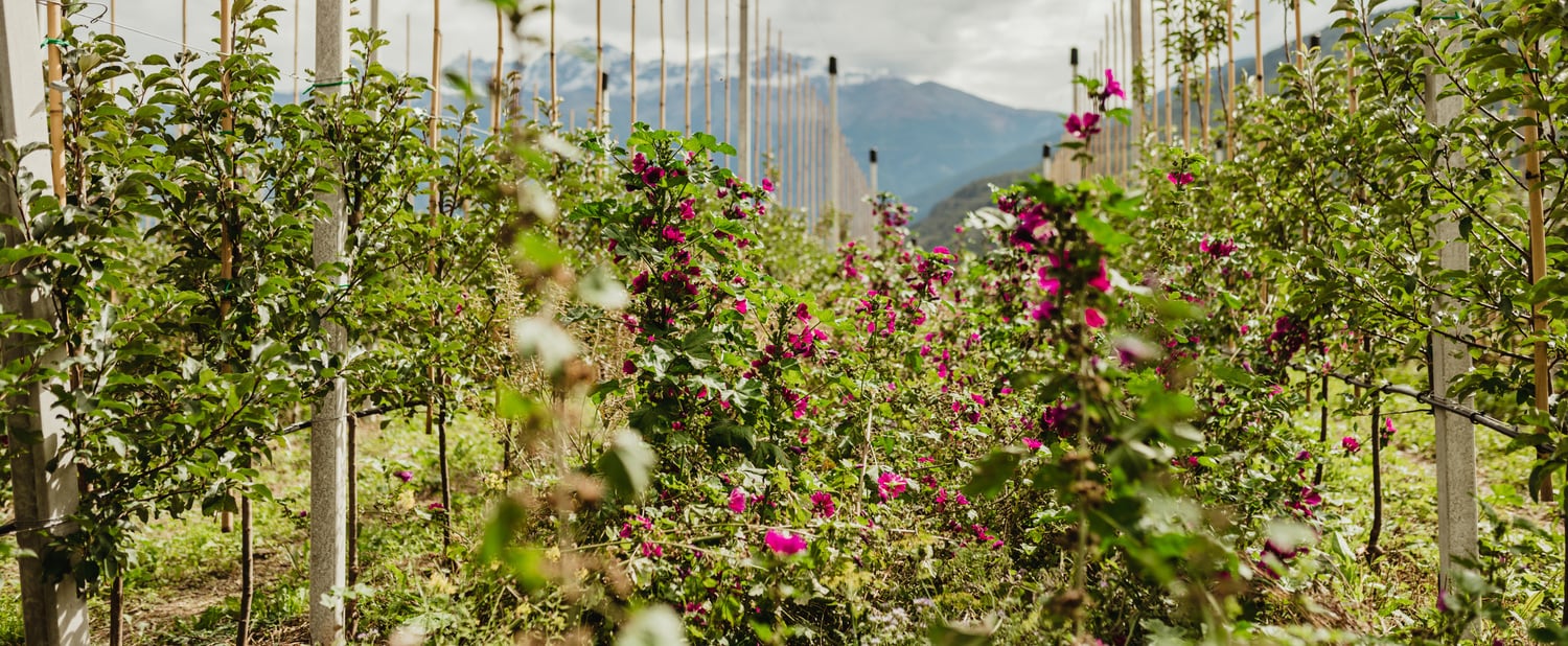 Producción natural de manzanas sin herbicidas