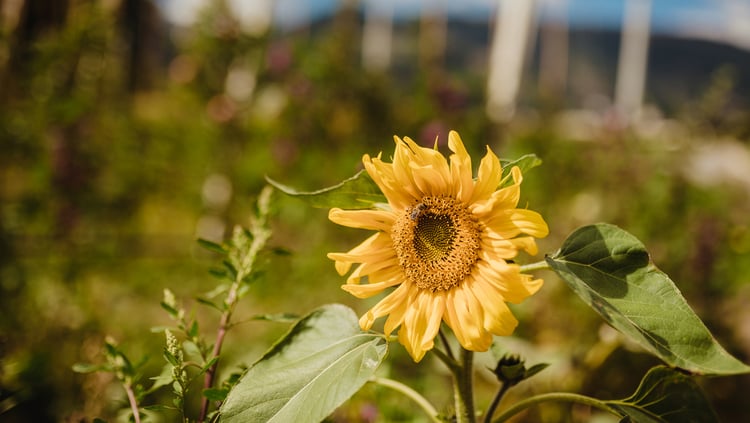 What are herbicides?