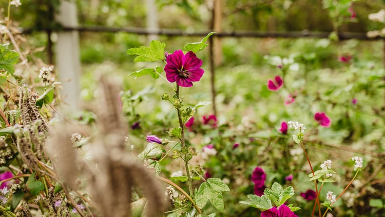 Apple Cultivation without herbicides