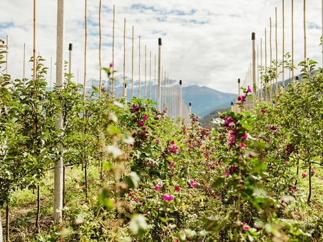 Herbizidfreie Apfelproduktion