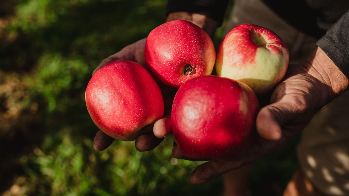 Minneiska / SweeTango™