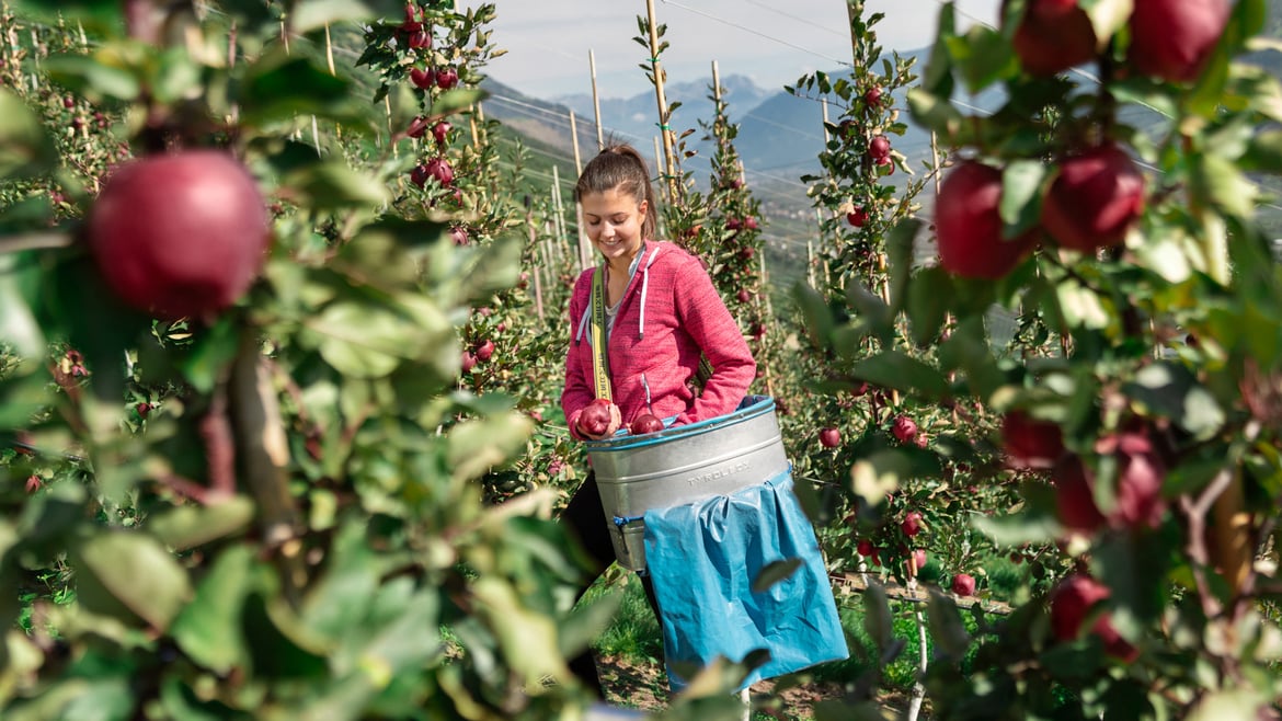 Garantierte Zukunft des Apfelanbaus im Vinschgau