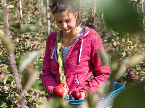 The future of apple production in Val Venosta
