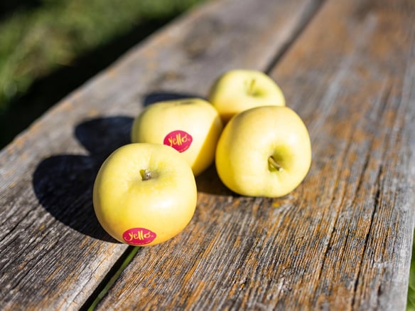 yello® zu Jahresbeginn im Fokus