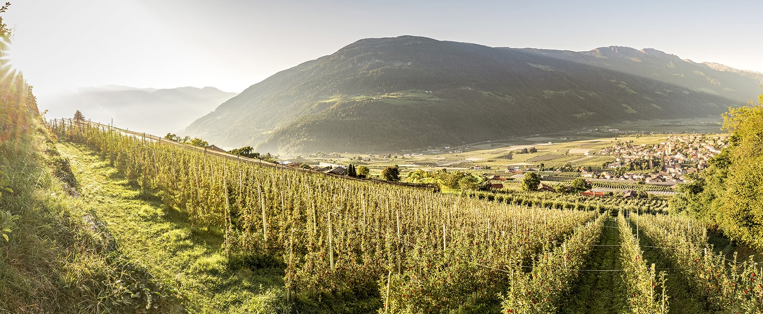 Il punto sulla campagna
