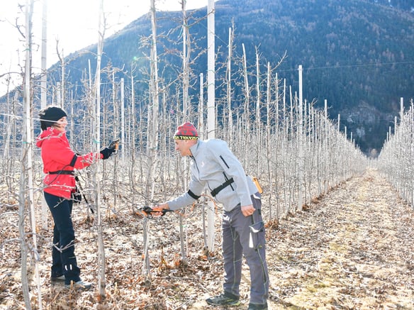 The supreme art of tree pruning